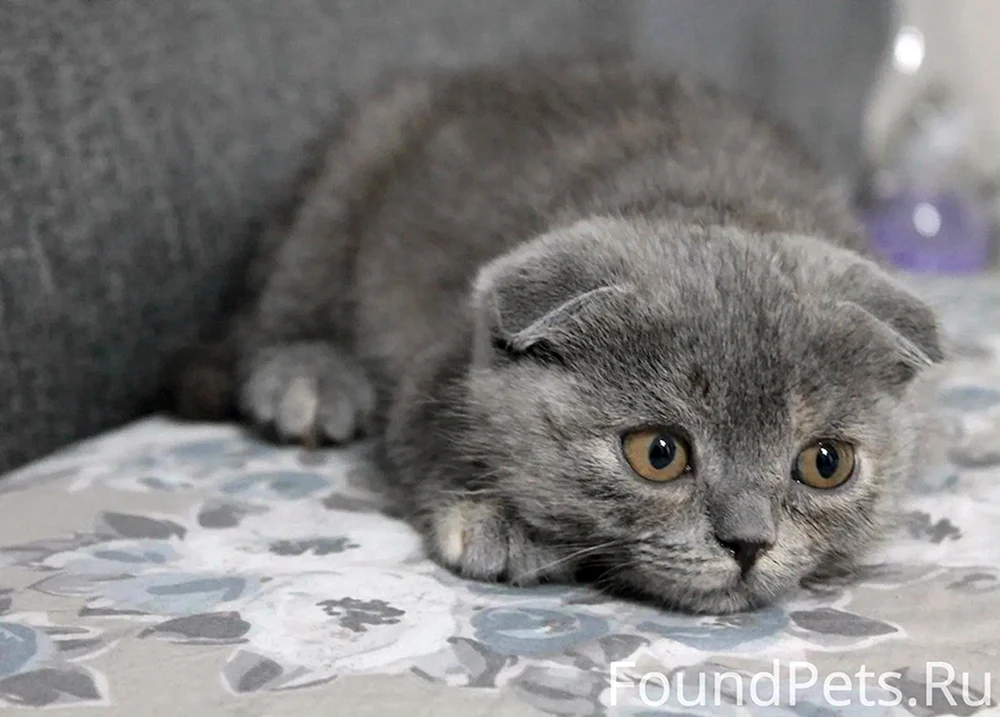 Schottische Schopfkatze