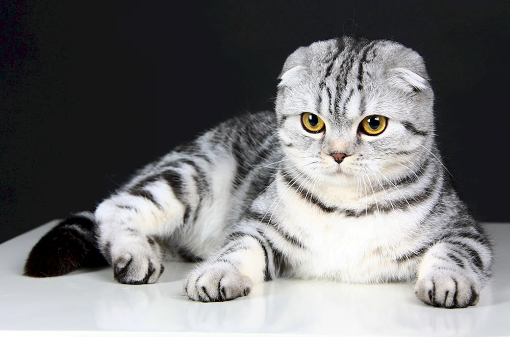 Schottische schottische lop Katze. Scottish lop