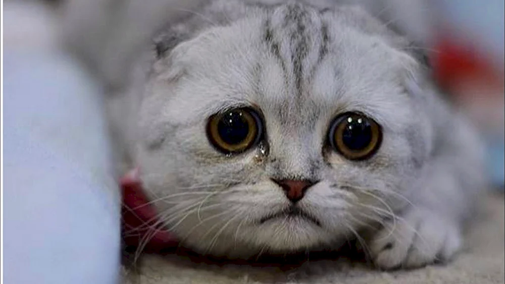 Große Katzen