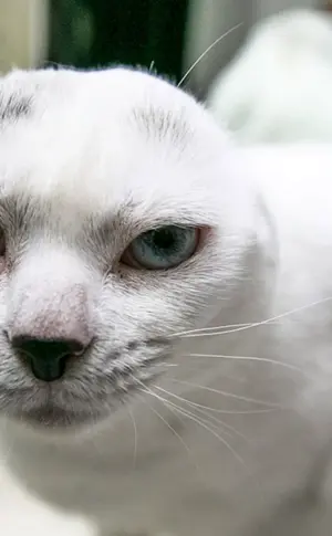 Scottish lop cat