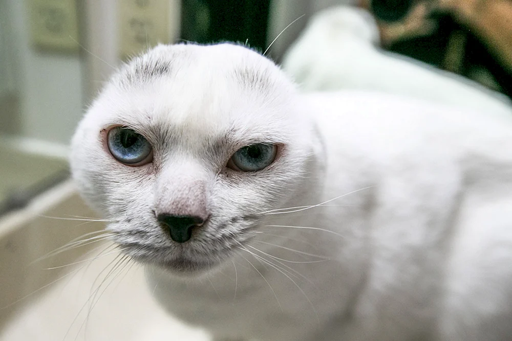 Scottish lop cat