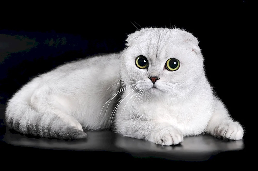 Schottische Lop-Katze