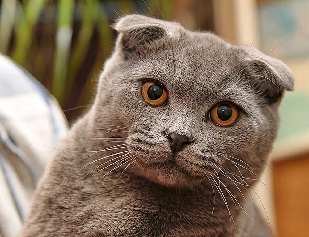 Schottische Lop-Katze