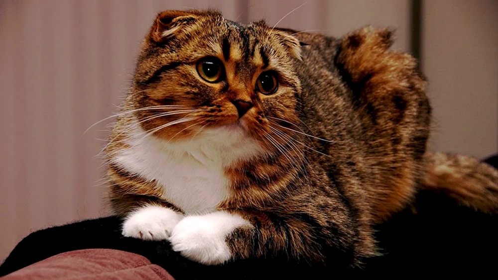 Schottische- Scottish Fold schottische Kätzchen