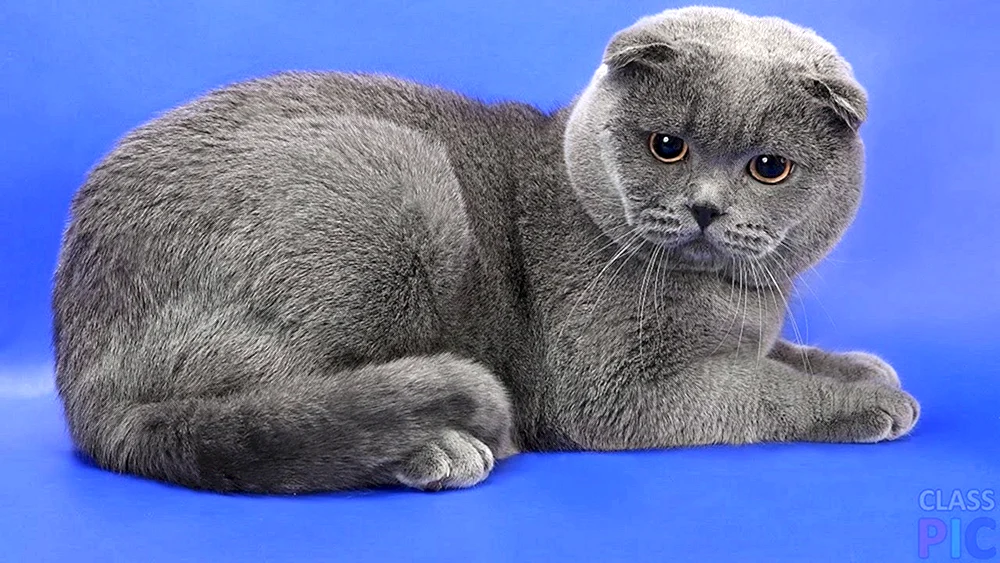 Scottish Fold schottische Lop Katze
