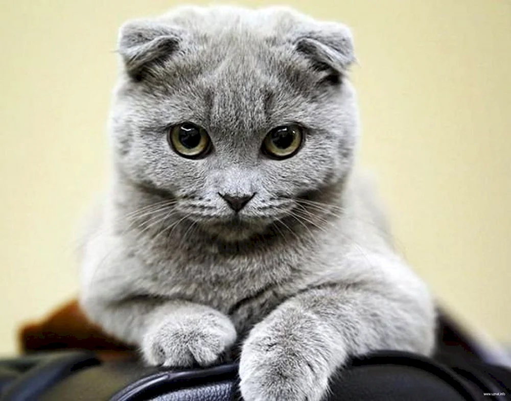 Scottish Fold schottische Lop Katze