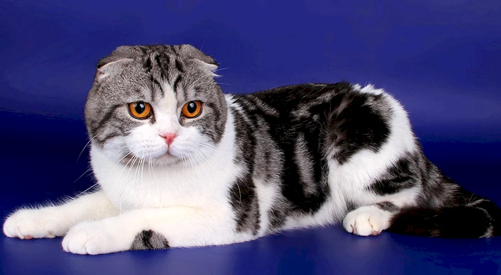 Kleine schottische lop gestromte Katze