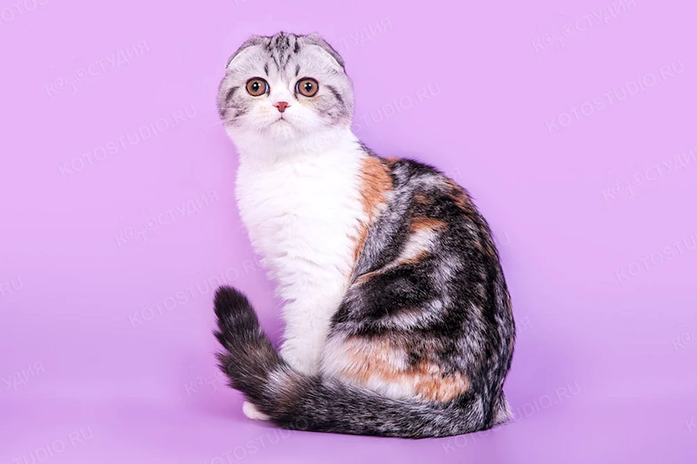 Scottish Fold Marbled