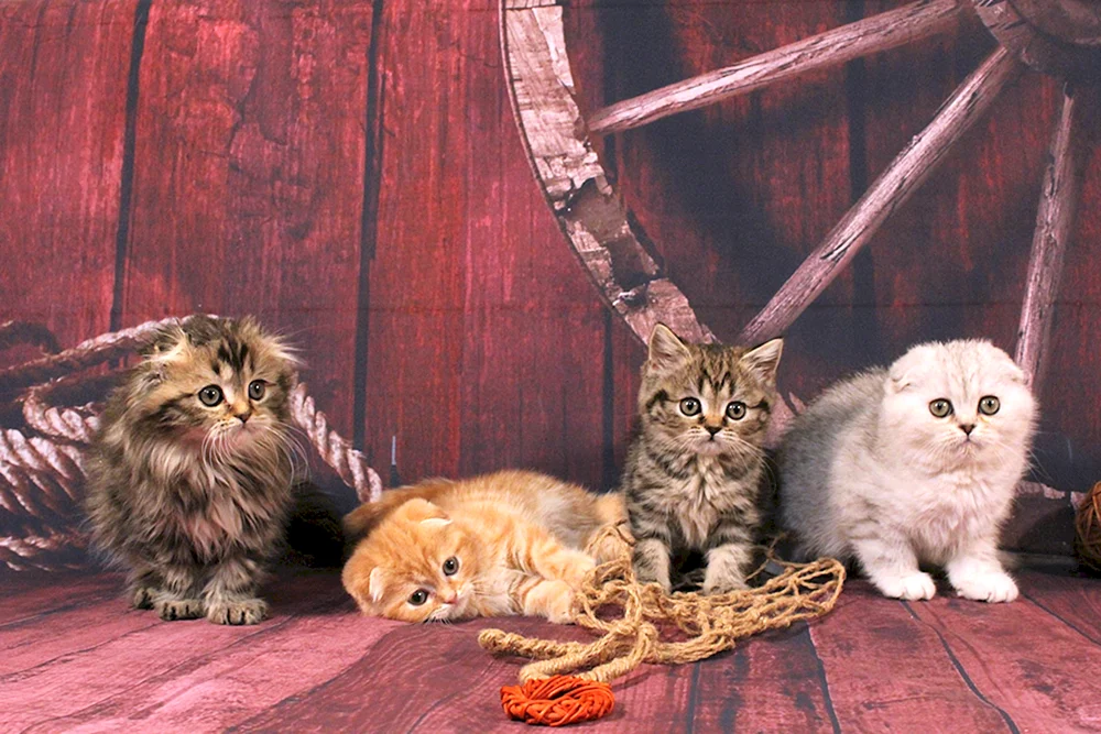 Siamese Maine Coon