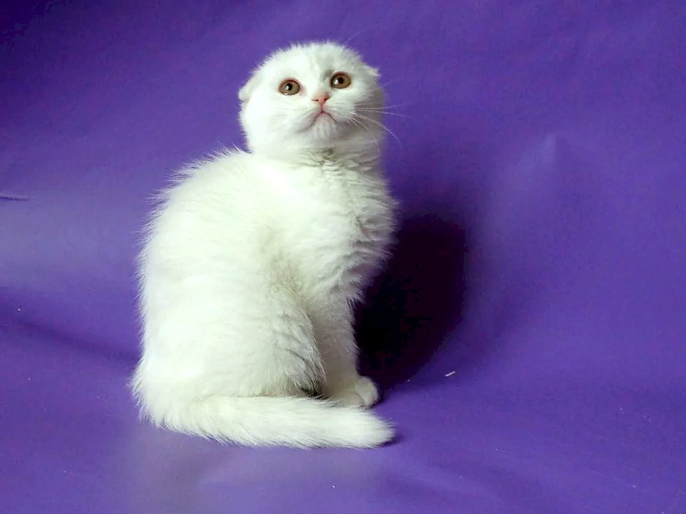 Schottische lop Katze weiß