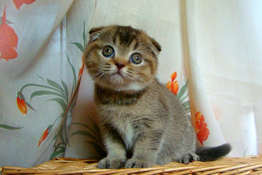 Schottische Schopfkatze