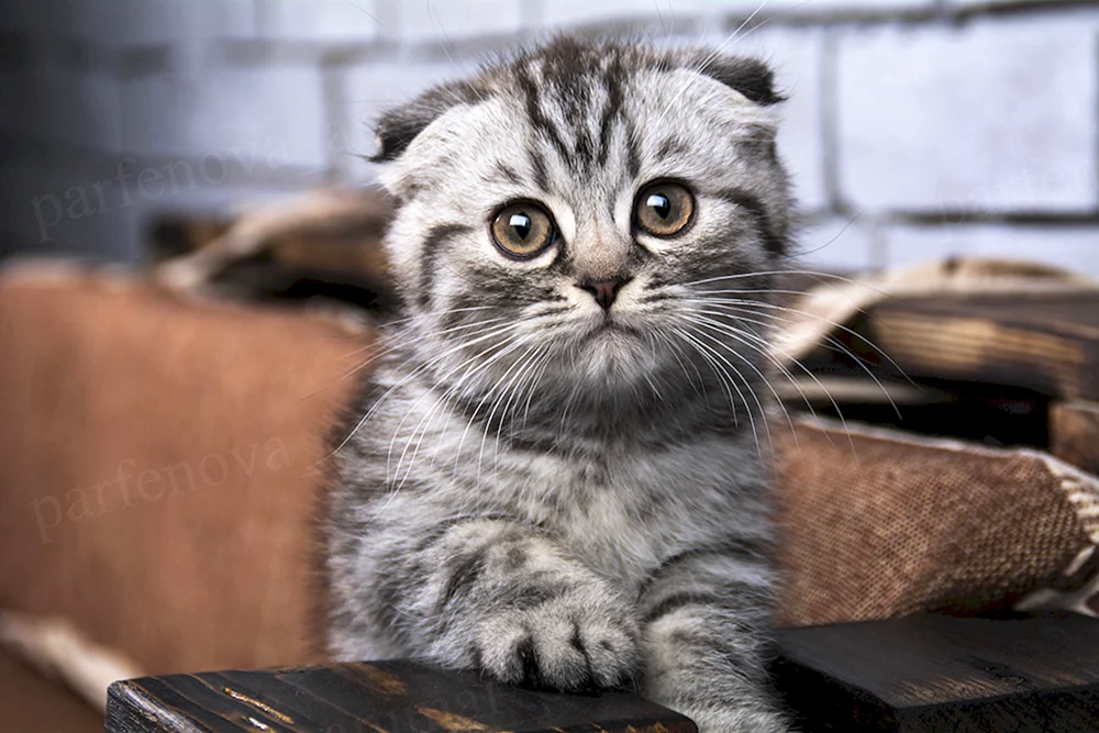 Schottische Schopfkatze Katze