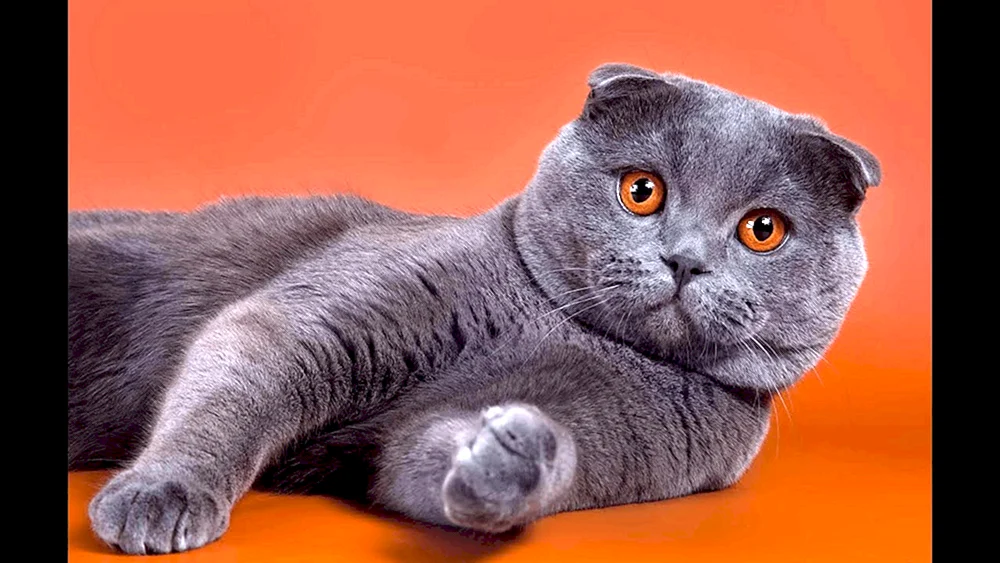 Schottische Schopfkatze