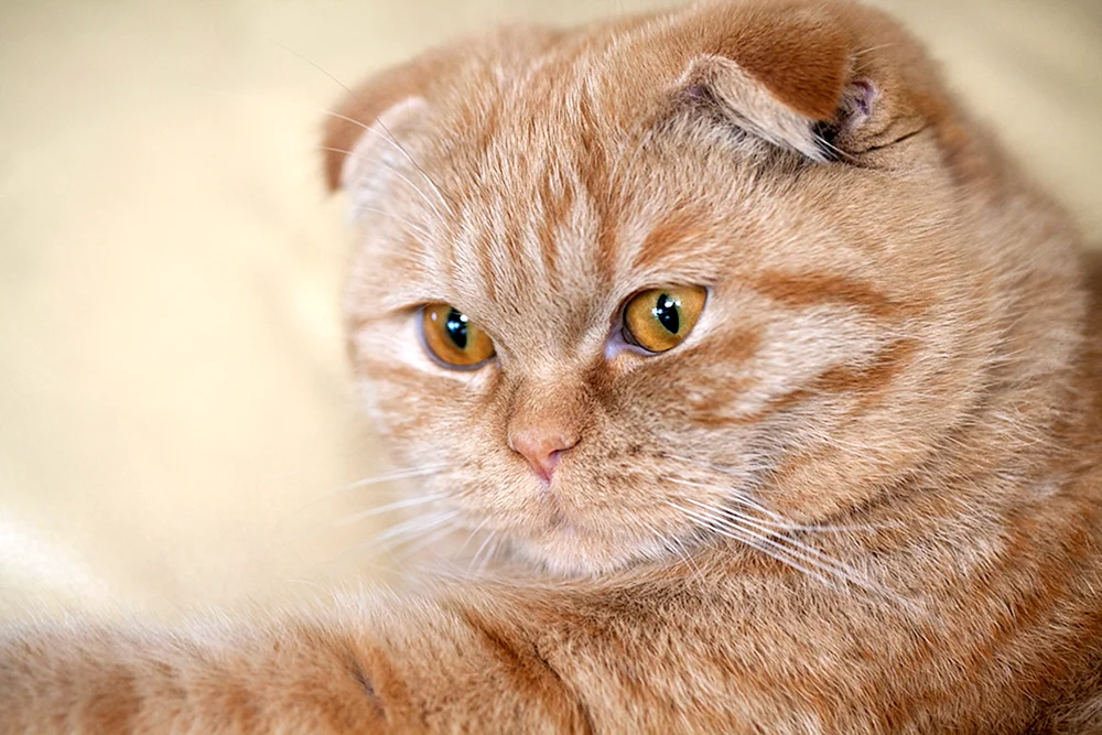 Schottische Lop Katze Ingwer
