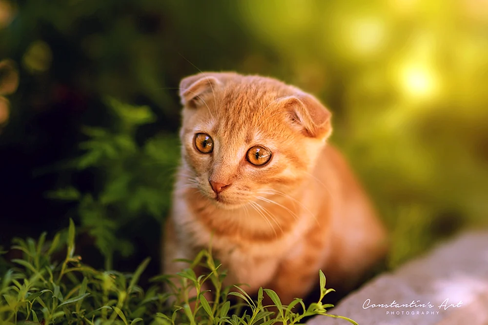 Schottische Scottish Fold-Katze rot