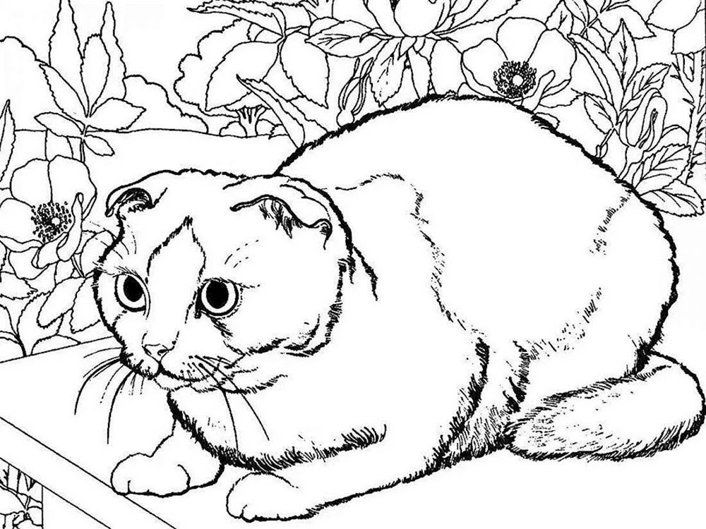 Schottische Hängeohrkatze