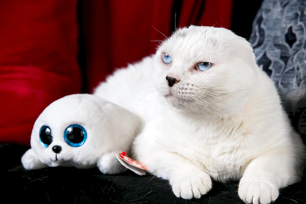 Schottische Schopfkatze albino