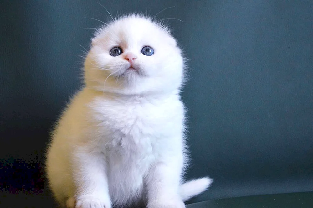 Schottische Langhaarkatze weiß