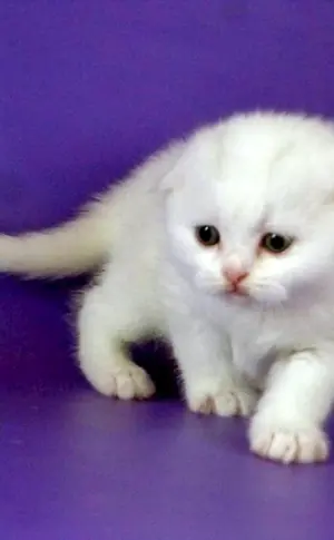 Scottish lop cat white