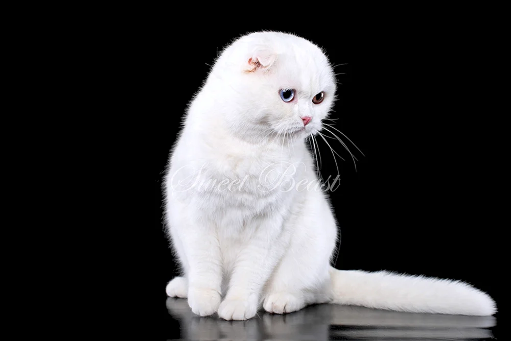 Schottische lop Katze weiß