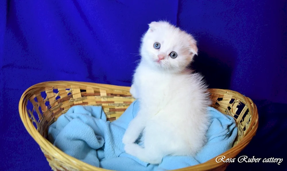 Schottische Lop Katze