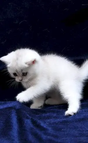 Schottische Hängeohrkatze weiß