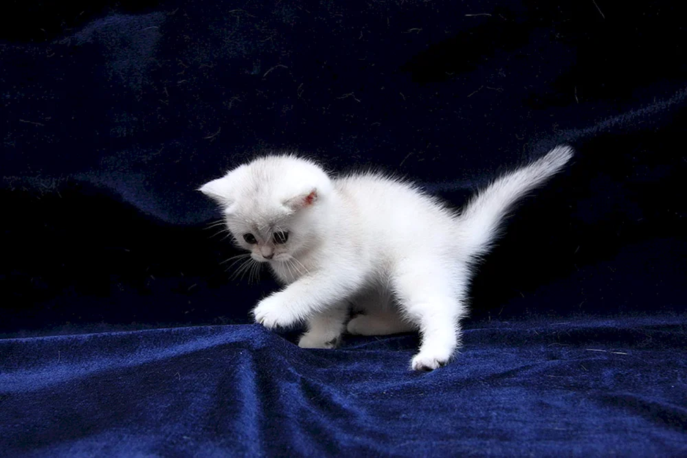 Schottische Hängeohrkatze weiß