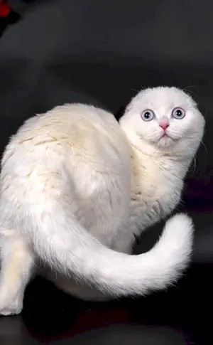 Scottish lop cat white