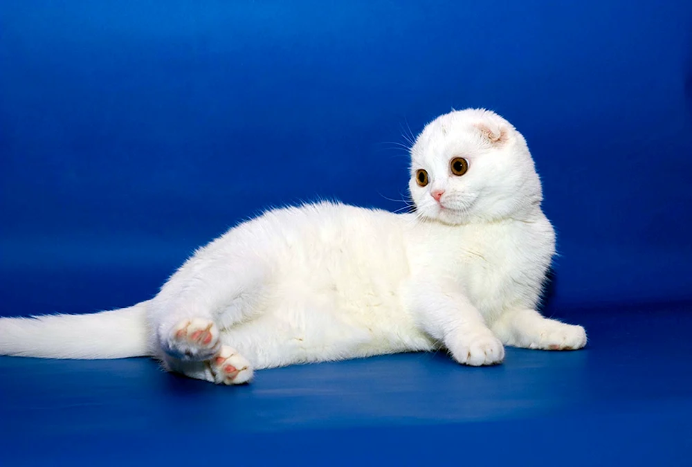 Schottische lop Katze weiß