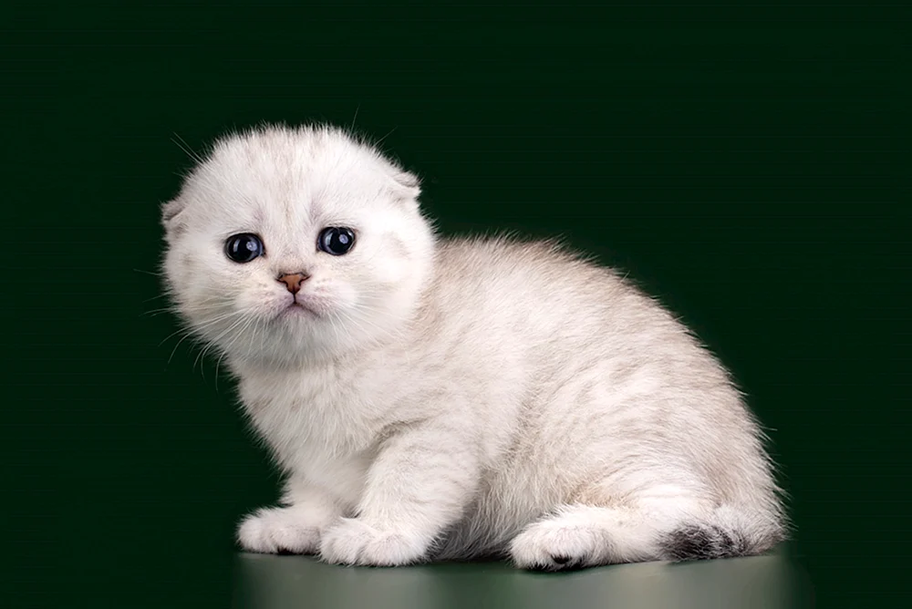 Schottische- Scottish Fold schottische Schopfkatze weiß schottische Schopfkatze weiß schottische Schopfkatze weiß schottische Schopfkatze weiß schottische Schopfkatze weiß schottische Schopfkatze weiß schottische Schopfkatze weiß schottische Schopfkatze weiß lop cat