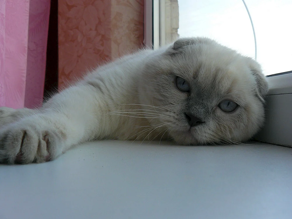 Schottische lop Katze weiß. Scottish Scottish Fold