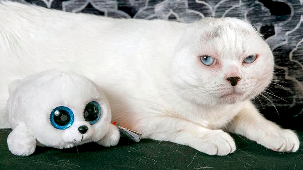 Schottische Schopfkatze weiß