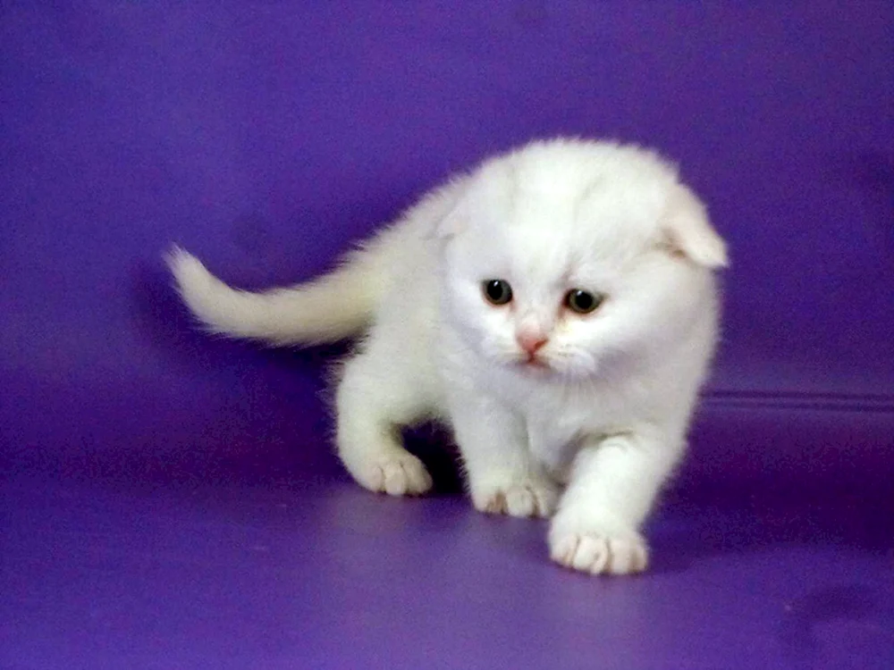 Schottische Lop Katze weiß