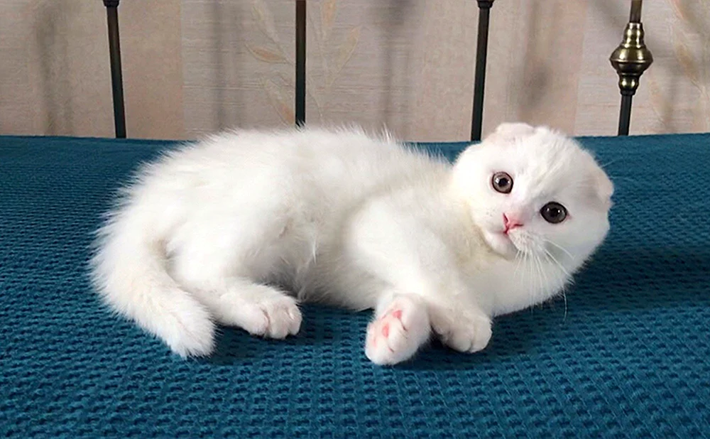 Schottische Lop Katze weiß