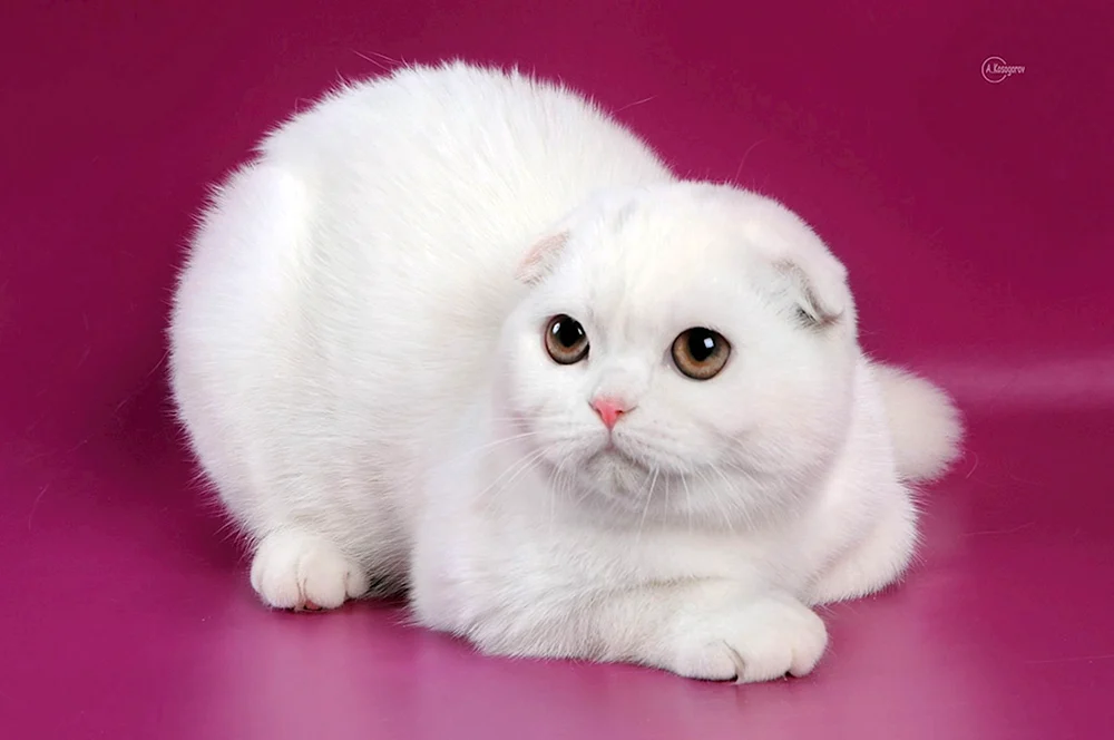 Schottische lop Katze weiß