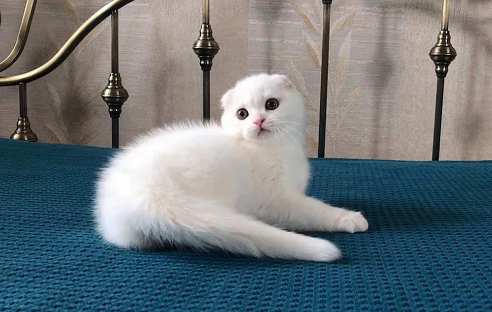 Schottische lop Katze weiß