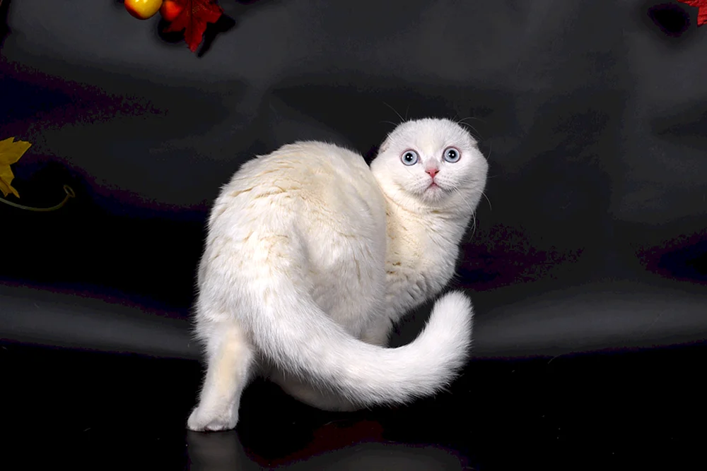 Schottische lop Katze weiß