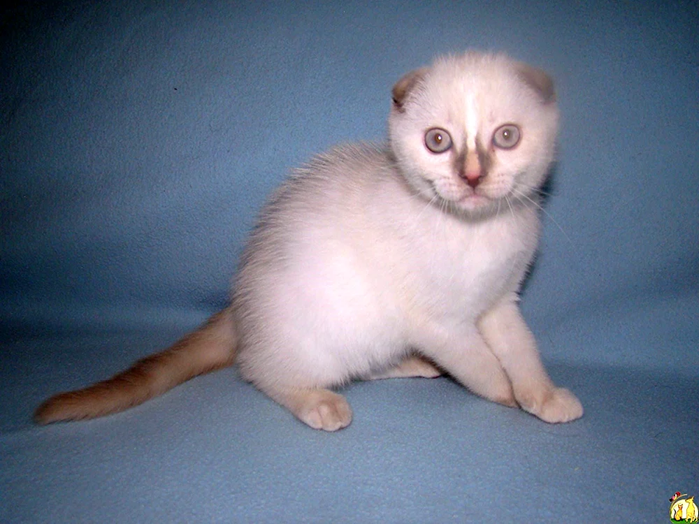 Schottische Meerkatze weiß