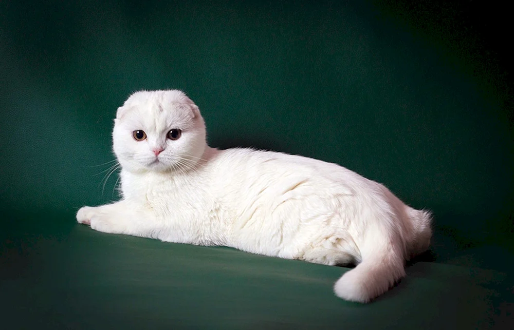 Weiße Katze weiß