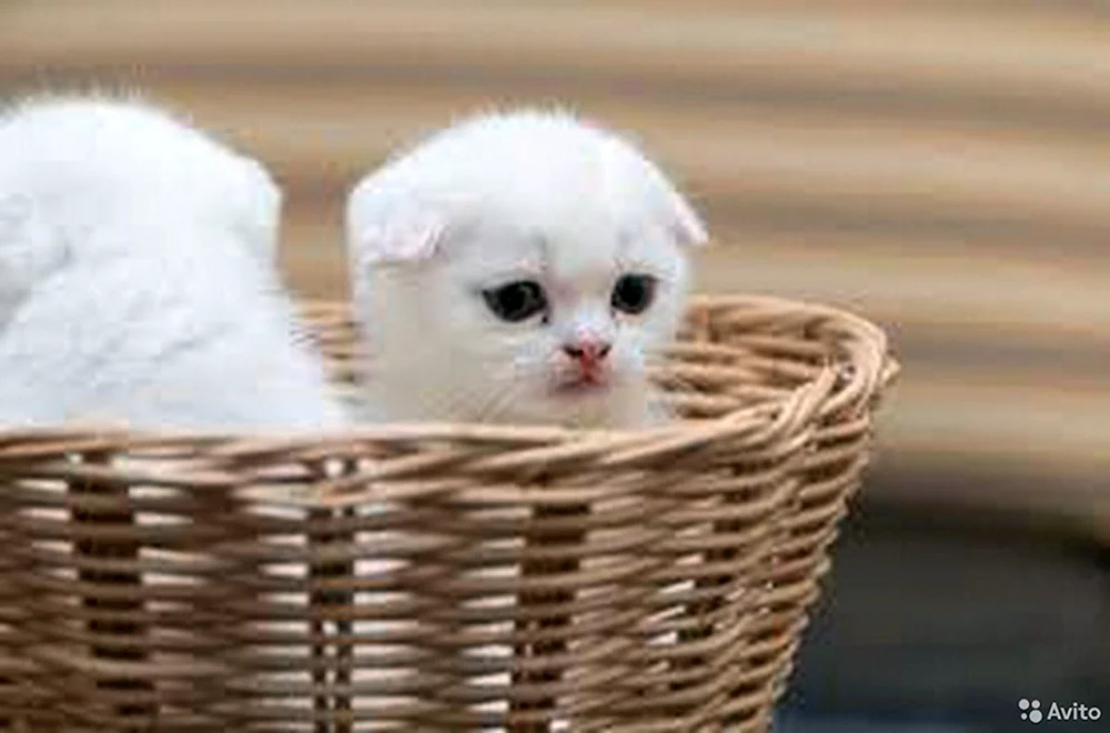 Schottische lop chinchilla Kätzchen