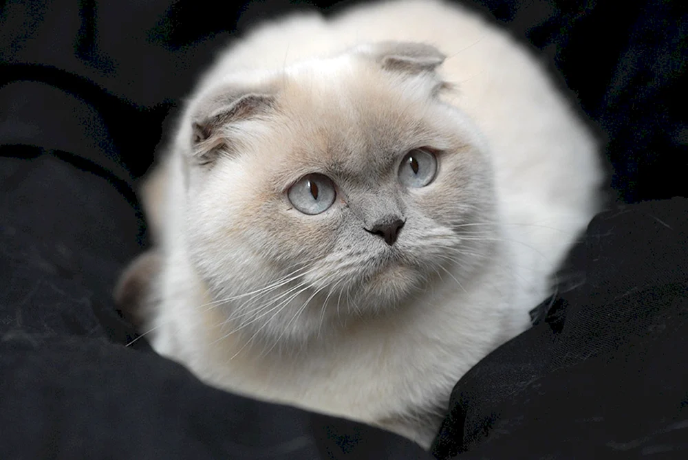 Goldenes Chinchilla Katze
