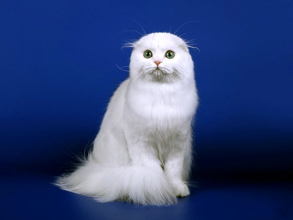 Scottish Fold Chinchilla