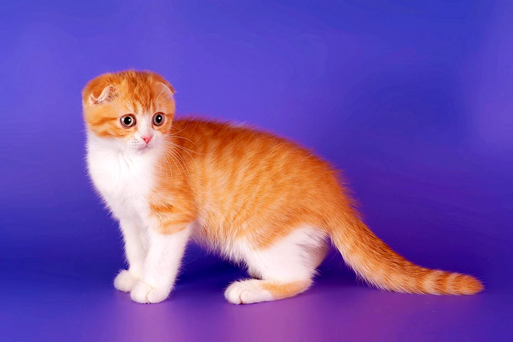 Schottische Lop Katze