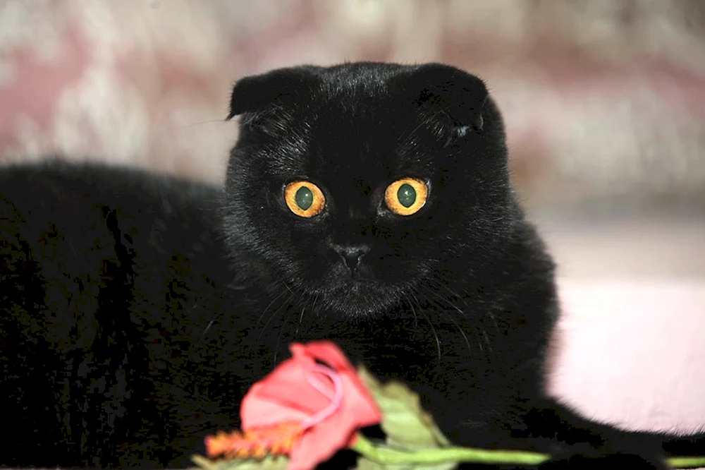 Schottische Schopfkatze schwarz