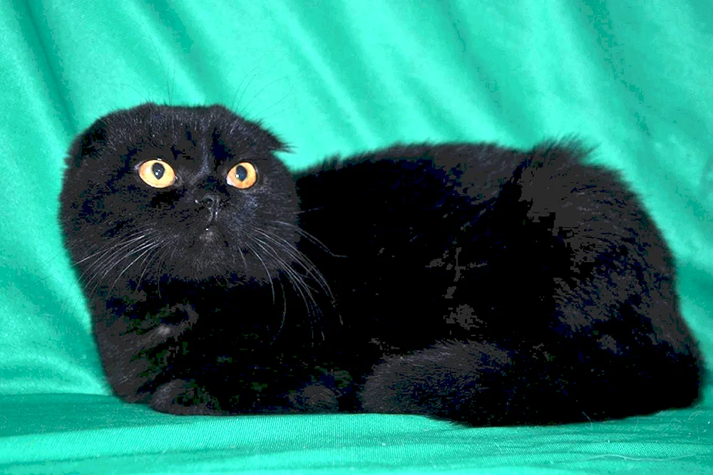 Schottische schottische Scottish Fold schwarz