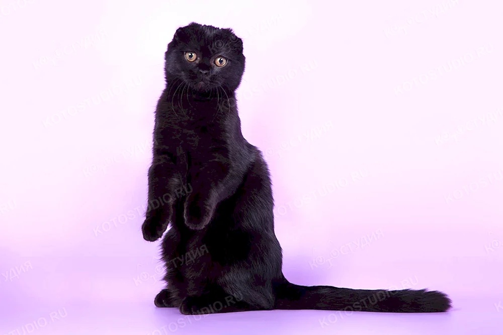Schottische Lop Katze schwarz
