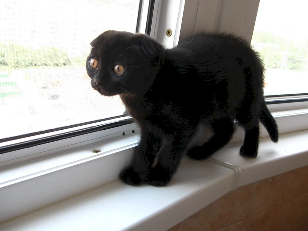 Schottische Scottish Scottish Fold schwarz