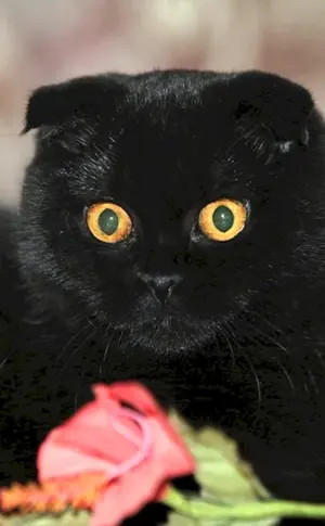 Scottish lop cat schwarz