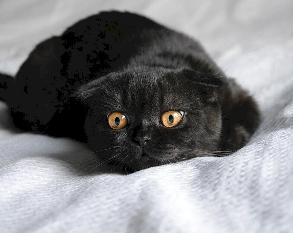 Scottish lop cat schwarz