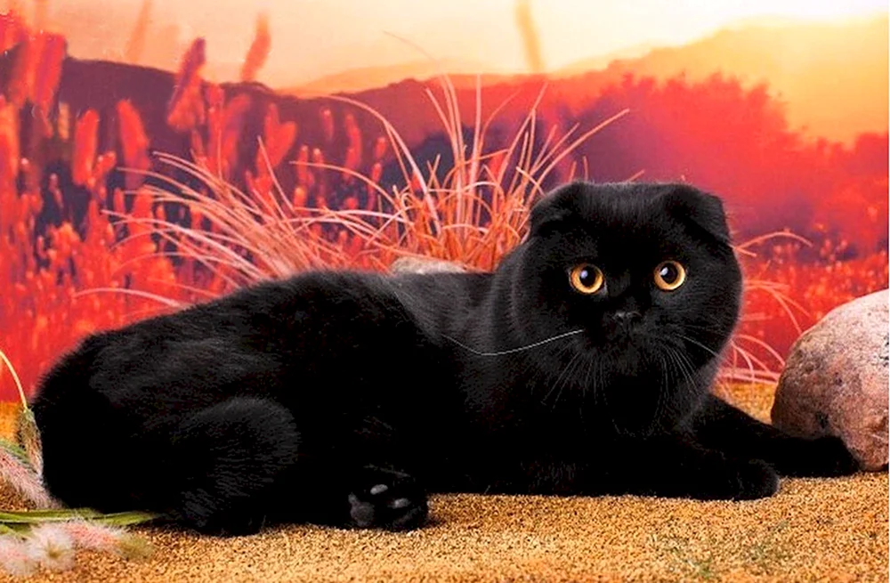 Scottish lop cat schwarz